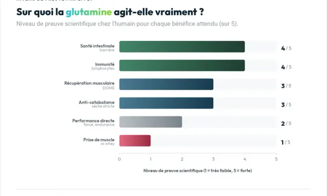 Graphique montrant les bienfaits de la glutamine : santé intestinale (4/5), immunité (4/5), récupération musculaire (3/5), anti-catabolisme (3/5), performance (2/5), prise de muscle (1/5).