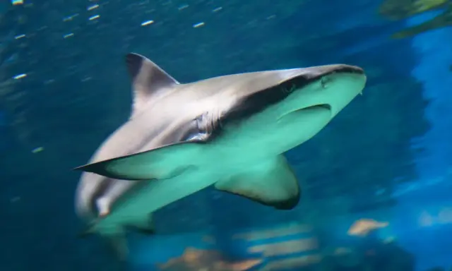 Un grande squalo nuota nell'acqua blu, con le branchie visibili e un occhio attento. Sembra un predatore pronto all'azione, uno di quei squali cattivi che incutono timore.