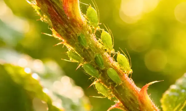 Des pucerons verts sur une tige. Un traitement naturel contre le puceron jaune est souvent recherché par les jardiniers.