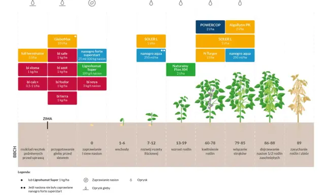 Kwitnienie soi: Sekrety obfitych zbiorów w Twoim ogrodzie