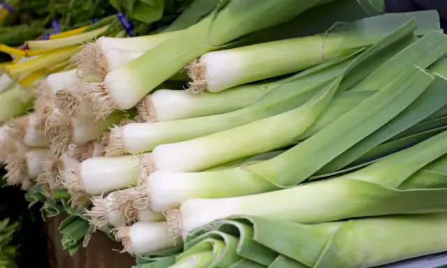 Un montón de puerros frescos, listos para deliciosas recetas con puerro. Sus tallos blancos y verdes prometen sabor.