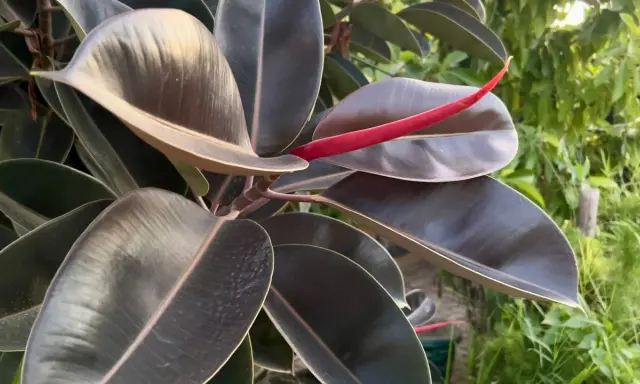 Hojas oscuras y brillantes de ficus, con un brote rojo vibrante. Un ejemplo de los tipos de ficus exterior que prosperan a la luz del sol.