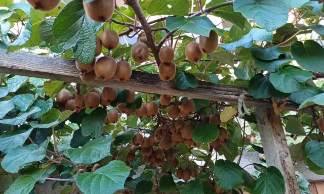 Des kiwis mûrs pendent en grappes sous une pergola en bois. La distance entre kiwi mâle et femelle est ici visible par la densité des fruits.