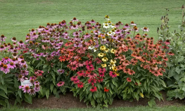Kwitnące rabaty echinacea w różnych kolorach, od różu po pomarańcz i żółć. Udana echinacea uprawa na tle zielonego trawnika.