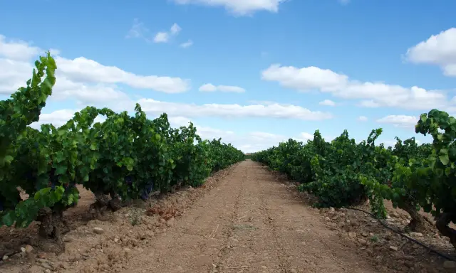 Camino entre viñedos en Aldeanueva de Ebro, con el cielo azul y nubes blancas. Las bodegas esperan la cosecha.