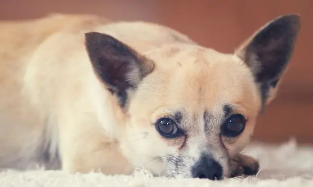 Uroczy piesek rasy chihuahua leży na białym dywanie. Zastanawiasz się, ile żyje chihuahua? Te małe psy potrafią żyć długo, nawet 15-20 lat.