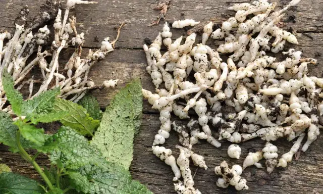 Racines de crosnes fraîchement récoltées, prêtes pour la culture ou la cuisine. Ces tubercules blancs et noueux sont un délice.