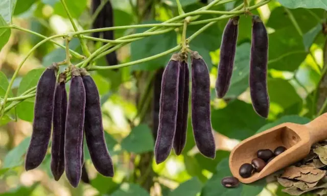 Samtige Samenkapseln der Mucuna pruriens hängen an einer Ranke. Die Samen in der Holzschaufel deuten auf die vielfältige Mucuna pruriens Wirkung hin.
