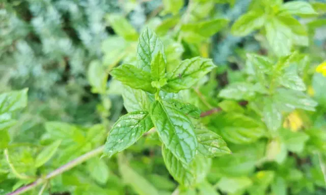 Feuilles vertes vives de menthe poivrée en culture, avec des détails texturés et un arrière-plan flou.