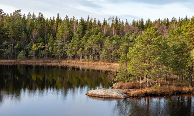 En stilla sjö speglar en tät barrskog. Perfekt för en lugn vandra i Stockholm.