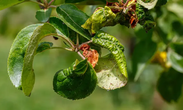 Verkrüppelte Blätter und braune Flecken zeigen deutliche Anzeichen von Apfelbaum Krankheiten.