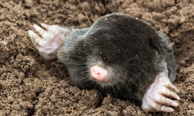 Ein Maulwurf gräbt sich durch die Erde. Wie lange bleibt ein Maulwurf im Garten? Das hängt von der Nahrungsverfügbarkeit ab.