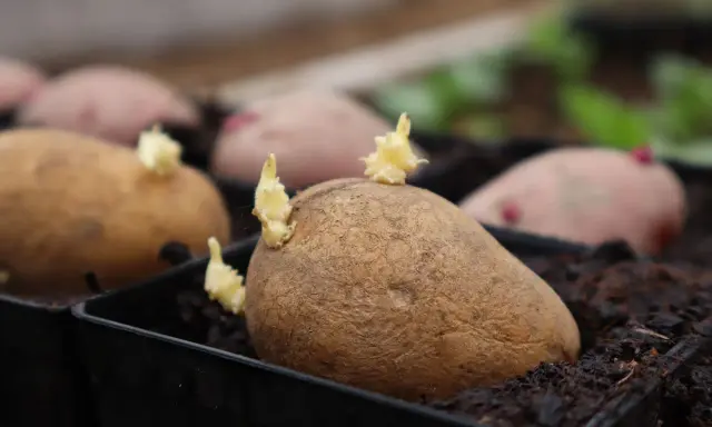Potatisar i krukor med små skott som visar att de börjar grodda. Snart är det dags att plantera dem.