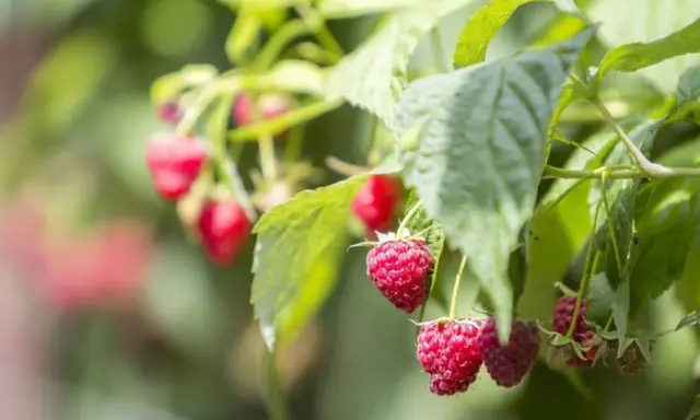 Cięcie malin: Poradnik krok po kroku do obfitych zbiorów (letnie i jesienne)