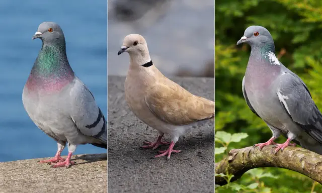 Tre colombine uccelli: una grigia con riflessi iridescenti, una color crema con collare nero, e un'altra grigia su un ramo.