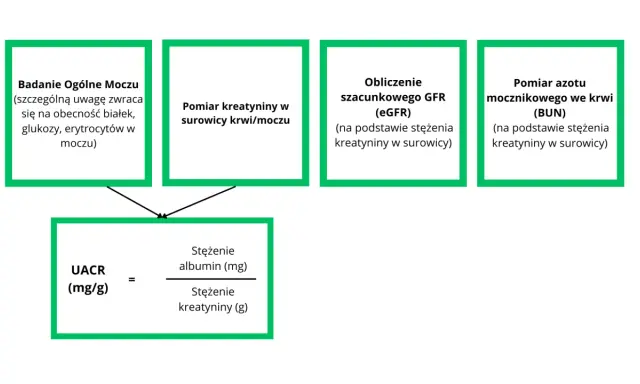 Schemat oceny funkcji nerek: badanie moczu, pomiar kreatyniny, obliczenie eGFR, pomiar BUN, UACR. Pomaga w diagnostyce stadia niewydolności nerek.