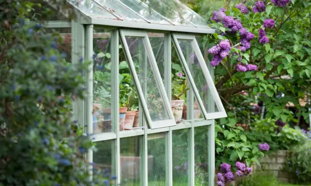 Une serre avec des fenêtres de récupération, remplie de plantes en pots, est entourée de lilas en fleurs.