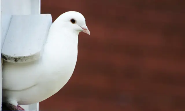Una colomba bianca, uno degli uccelli più eleganti, sbircia da un nido.