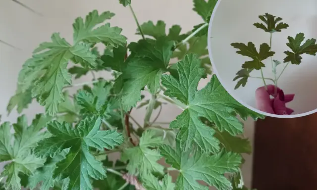 Liście geranium są postrzępione i lekko owłosione. W okręgu widać odcięty fragment rośliny z kilkoma listkami.