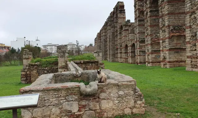 Eine Katze sitzt auf alten Steinen vor dem römischen Aquädukt von **Mérida, Spanien**.