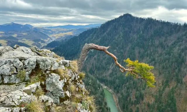 Skalisty brzeg z wygiętą sosną, z której roztacza się widok na dolinę Dunajca i góry. To jedne z najpiękniejszych pieniny atrakcje.