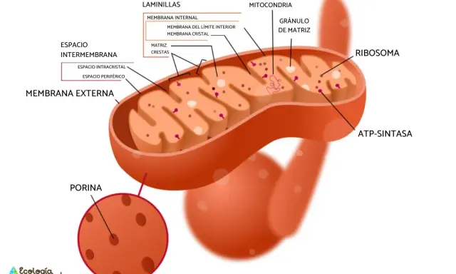Diagrama detallado de las partes de la mitocondria: membrana externa, espacio intermembrana, membrana interna con crestas, matriz, ribosomas y ADN.