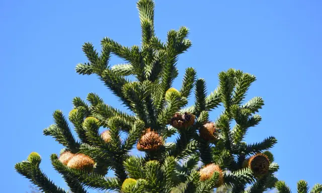 Le sommet d'un araucaria, avec ses branches épineuses et ses cônes bruns, sous un ciel bleu clair. On dirait le désespoir du singe face à cette nature sauvage.