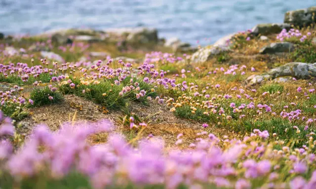 Lummiga ängar med rosa strandpioner vid havet, en svensk riviera i miniatyr.