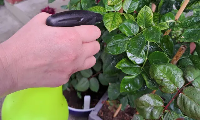Ręka trzyma opryskiwacz, aplikując naturalny oprysk z czosnku na mszyce, chroniąc zielone liście róży.