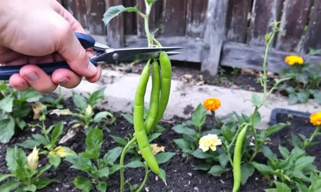 Main verte, on coupe des haricots verts pour les semer.