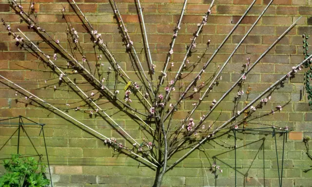Ein Pfirsichbaum wird an einer Ziegelwand Spalier gezogen. Die Äste sind mit Stäben und Schnüren geformt, zarte rosa Blüten sind sichtbar.