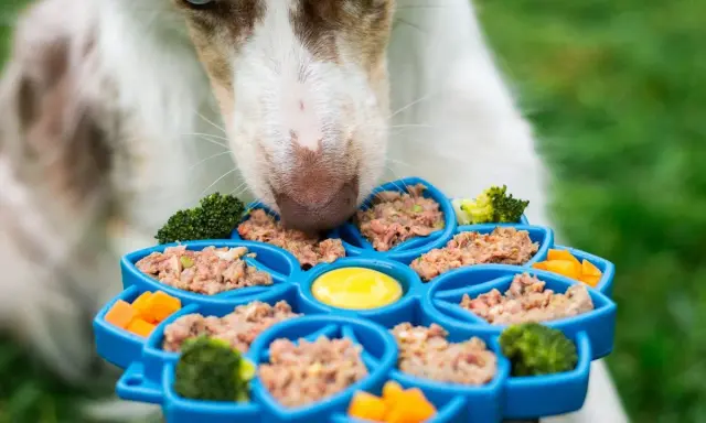 Un chien savoure un aliment bon pour chien dans un distributeur bleu rempli de pâtée, brocolis et carottes.