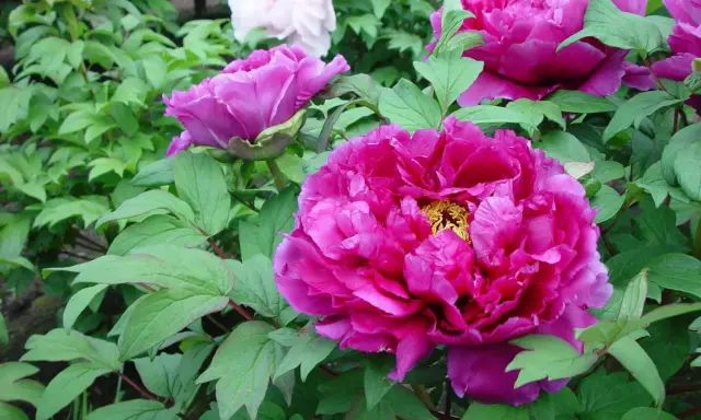 Fylliga, ceriserosa blommor av paeonia suffruticosa omgivna av gröna blad. En vit pion syns i bakgrunden.