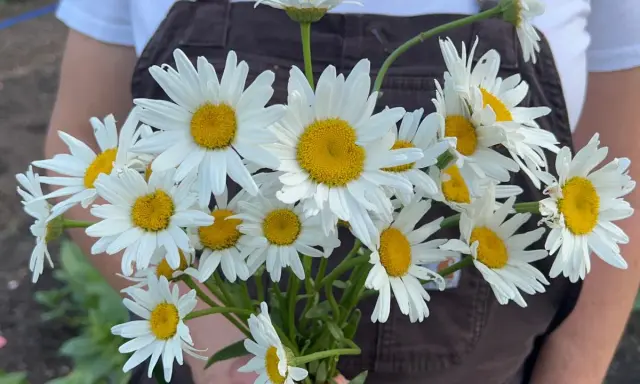 A bouquet of Shasta daisies, perfect for planting when to plant shasta daisy seeds in spring or fall for a beautiful summer bloom.