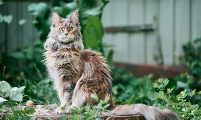 Majestatyczny maine coon najwiekszy, z bujnym futrem i przenikliwym spojrzeniem, siedzi wśród zieleni.