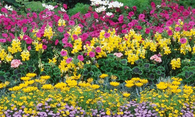 Un magnifique parterre de fleurs multicolores, rose, jaune et blanc, devant une maison.