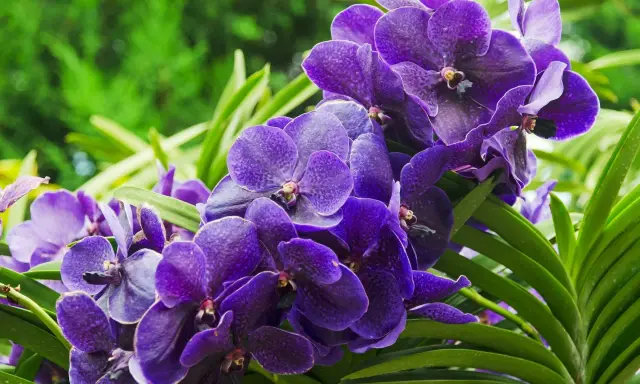Grappe d'orchidées violettes éclatantes, leurs pétales veloutés évoquant la beauté éphémère et la durée de vie d'une orchidée.