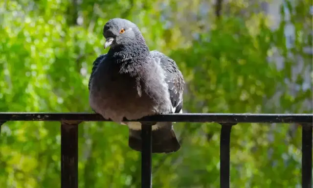 Gołąb siedzi na balustradzie, a za nim zielone drzewa. Ciekawe, jakiego zapachu nie lubią gołębie, bo ten na pewno go nie odstrasza.