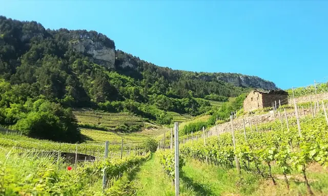 Vigneti terrazzati nel Val di Cembra, con un antico casale in pietra e una montagna boscosa sullo sfondo.