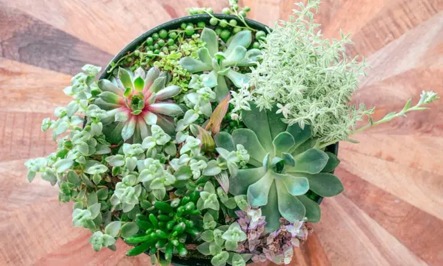 Un surtido de **plantas crasas** en una maceta negra, con texturas y tonos verdes variados, sobre una mesa de madera.