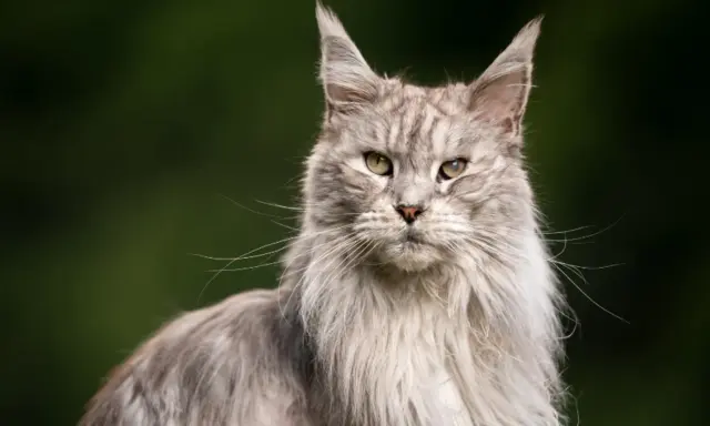 Szary, długowłosy kot Maine Coon z zielonymi oczami. Zastanawiasz się, ile żyje kot dachowiec? Ten majestatyczny kot wygląda na zdrowego i silnego.