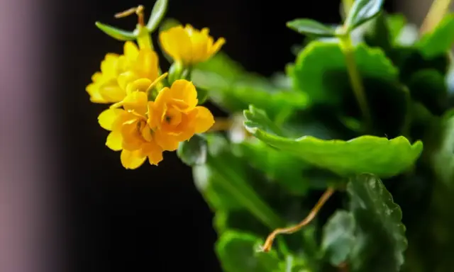 Żółte kwiaty kalanchoe, gotowe do rozmnażania.