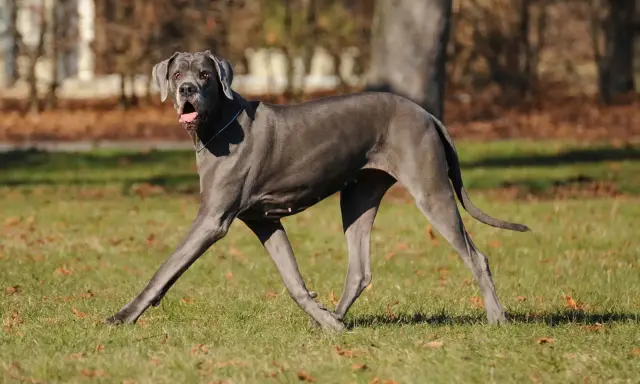 Piękny, szary dog niemiecki biegnie po trawie, z językiem na wierzchu.