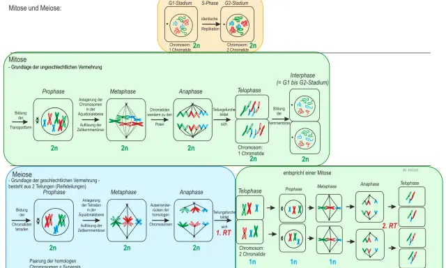 Vergleich von Mitose und Meiose: Die Meiose zeigt die Bildung von Tetraden und die Teilung homologer Chromosomen.