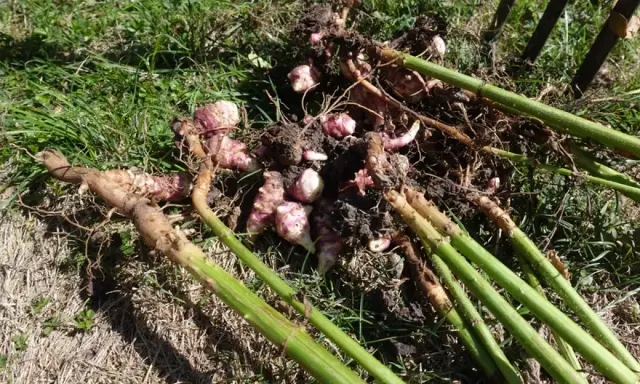 Récolte de topinambours fraîchement déterrés, montrant les tubercules roses et les tiges vertes sur l'herbe. La culture de topinambour est visible.