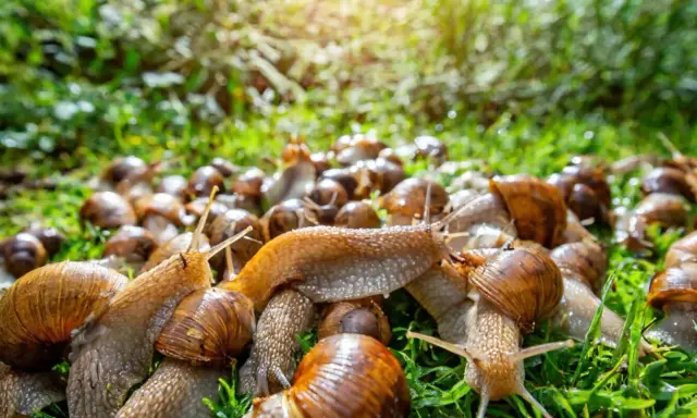 Eine große Gruppe Weinbergschnecken auf grünem Gras. Wohin mit abgesammelten Schnecken? Hier ist ein möglicher Ort.