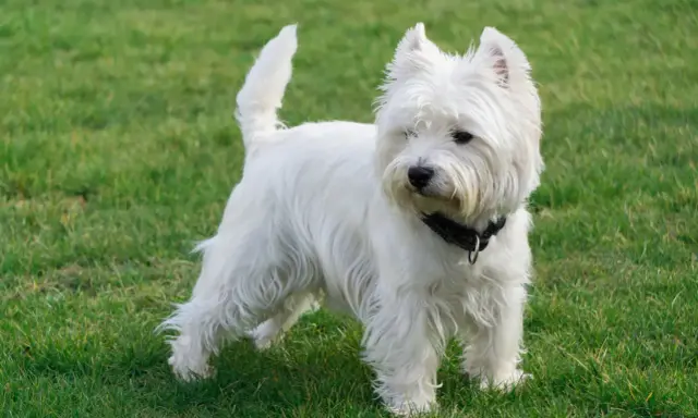 Uroczy west highland white terrier w czarnej obroży stoi na zielonej trawie, gotowy do zabawy.