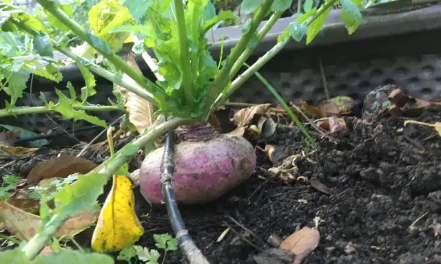 Un navet jaune boule d'or, à moitié enfoui dans la terre, avec ses feuilles vertes luxuriantes.
