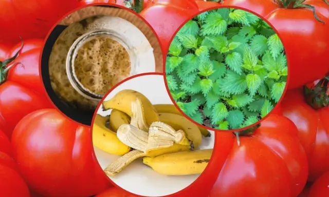 Domowe sposoby nawożenia pomidorów: pokrzywa, skórki bananów i drożdże.