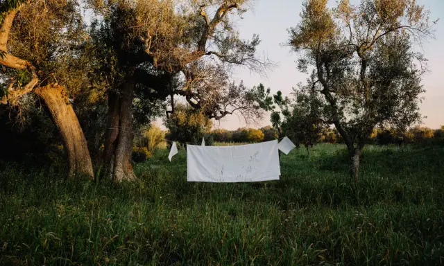 Weiße Wäsche, frisch gewaschen mit speziellem **Waschmittel für Leinen**, trocknet im warmen Abendlicht zwischen alten Olivenbäumen.